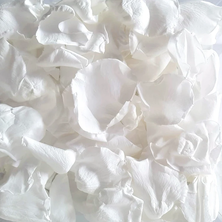 Rose petals white