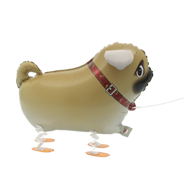 Walking pet pug